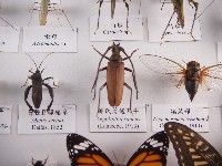 邵氏薄翅天牛藏品圖，第1張