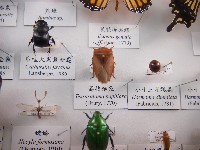 荔枝椿象藏品圖，第1張