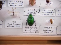 臺灣青銅金龜藏品圖，第1張