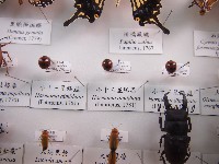 小十三星瓢蟲藏品圖，第1張