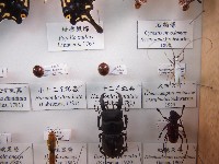 小十三星瓢蟲藏品圖，第1張