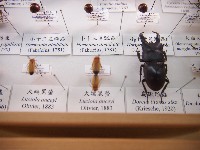 大端黑螢藏品圖，第1張