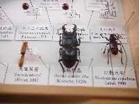 扁鍬形蟲藏品圖，第1張