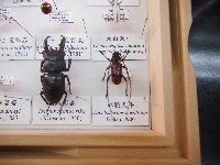 紅艷天牛藏品圖，第1張