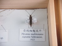 黃紋細翅天牛藏品圖，第1張