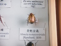 黃艷金龜藏品圖，第1張