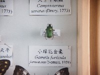 小綠花金龜藏品圖，第1張