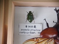 青銅金龜藏品圖，第1張