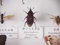 椰子大象鼻蟲藏品圖，第1張