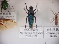 西藏食蟲虻藏品圖，第1張