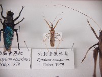 六刺素獵椿象藏品圖，第1張