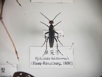 豆芫菁藏品圖，第1張