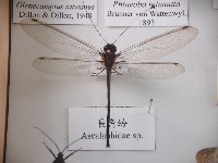 長角蛉藏品圖，第1張