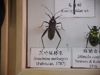 黑竹緣椿象藏品圖，第1張