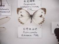 臺灣紋白蝶藏品圖，第1張