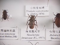 埔里艷天牛藏品圖，第1張