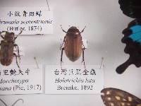 臺灣巨黑金龜藏品圖，第1張