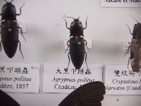 大黑叩頭蟲藏品圖，第1張