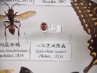 八仙黑斑瓢蟲藏品圖，第1張