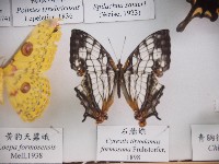 石牆蝶藏品圖，第1張