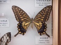 柑橘鳳蝶藏品圖，第1張