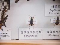 青胸後斑步行蟲藏品圖，第1張