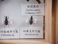 四黃星步行蟲藏品圖，第1張