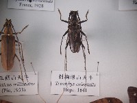 刺胸深山天牛藏品圖，第1張
