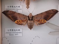 臺灣鷹翅天蛾藏品圖，第1張