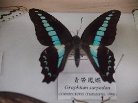 青帶鳳蝶藏品圖，第1張