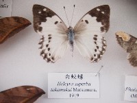 白蛺蝶藏品圖，第1張