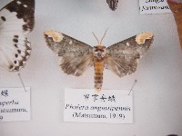 窄掌舟蛾藏品圖，第1張