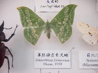 單點鐮齒青尺蛾藏品圖，第1張