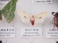 菊池汙燈蛾藏品圖，第1張