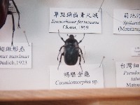 褐騷金龜藏品圖，第1張