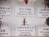 臺灣細角瘦天牛藏品圖，第1張