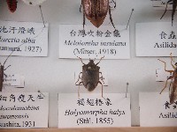 褐翅椿象藏品圖，第1張