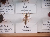 食蟲虻藏品圖，第1張