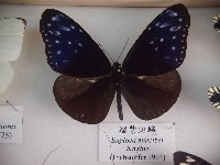 端紫斑蝶藏品圖，第1張