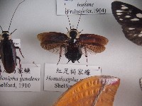 紅足褐家蠊藏品圖，第1張