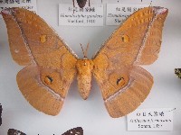 紅目天蠶蛾藏品圖，第1張