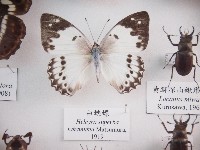 白蛺蝶藏品圖，第1張