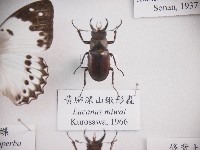 黃腳深山鍬形蟲藏品圖，第1張