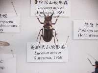 黃腳深山鍬形蟲藏品圖，第1張