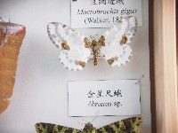 金星尺蛾藏品圖，第1張