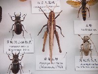 條背土蝗藏品圖，第1張