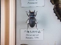 平頭大鍬形蟲藏品圖，第1張