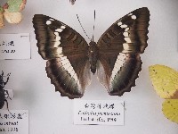 臺灣綠蛺蝶藏品圖，第1張