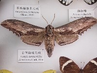 臺灣鋸翅天蛾藏品圖，第1張