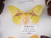 黃綠枯葉蛾藏品圖，第1張